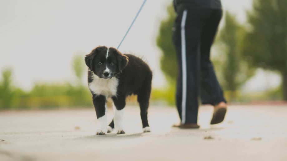 Walking for Weight Loss: Stepping Up to Slim Down Cover Image